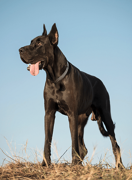 badass dog names - great dane
