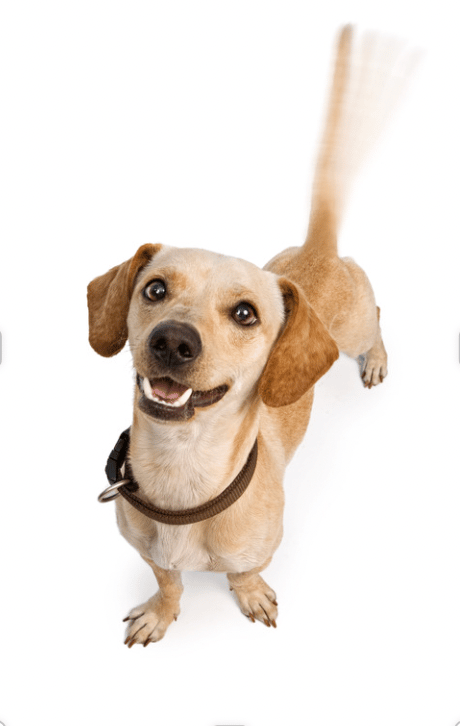 tail wagging