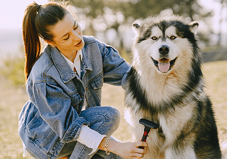 brushing a husky outside - Are Huskies Hypoallergenic?