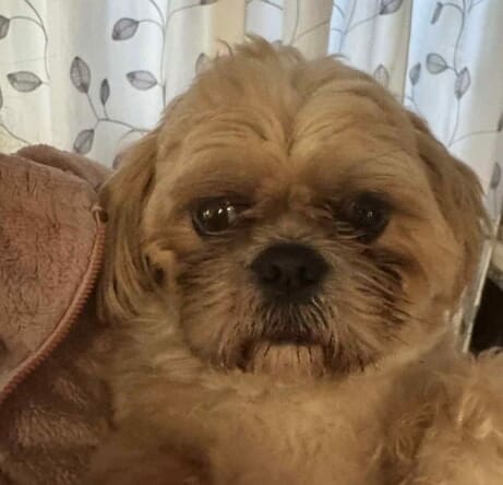 Vincent - Shih Tzu