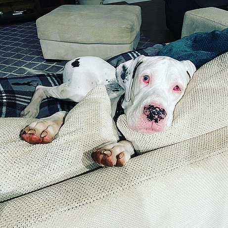 Yeti the great dane laying down