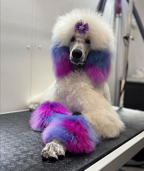 Poodle creative grooming
