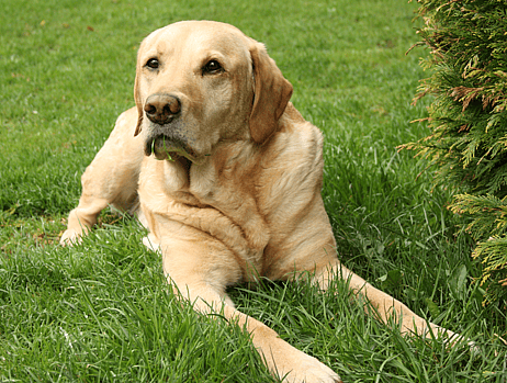 labrador retriever - Military Working Dogs