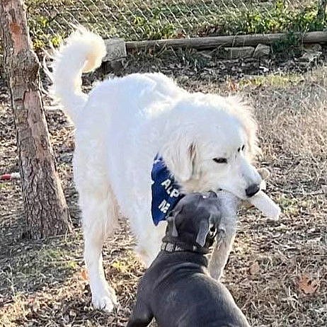 Rosemary - Great Pyrenees