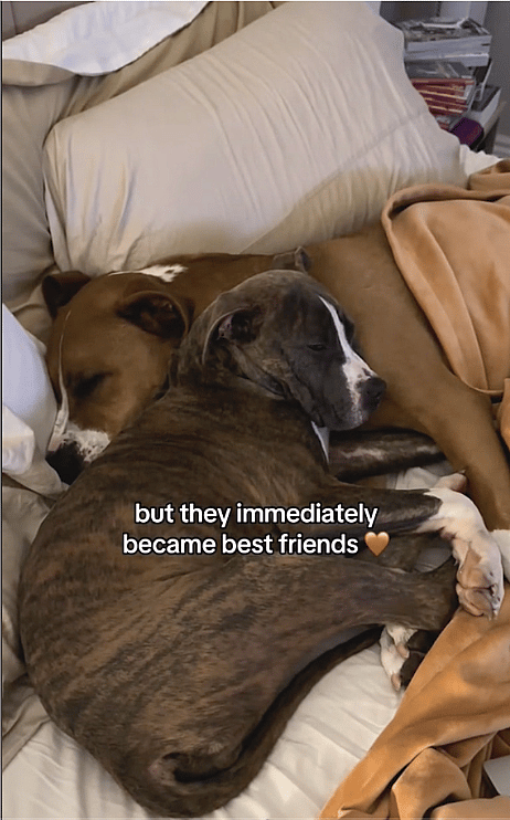 Dog Rescue: Rescued Puppy Brings Pure and Unexpected Joy to Pit Bull Sibling