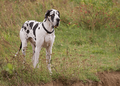 Harlequin Great Dane