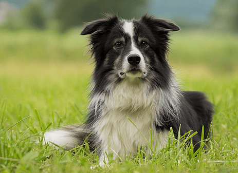 Border Collie - Military Working Dogs