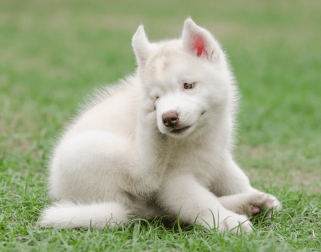 Husky scratches himself - Are Huskies Hypoallergenic?