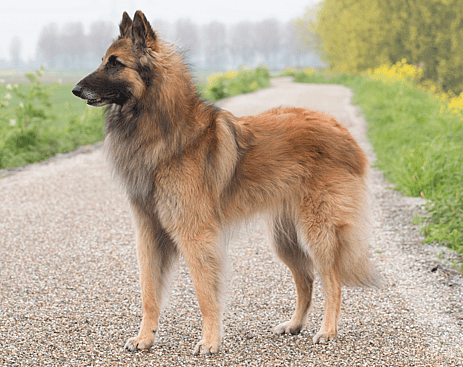 Belgian Tervuren - Military Working Dogs