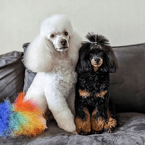 Georgie the Phantom Poodle