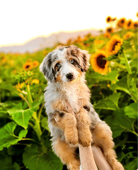 Dahlia-  Aussie Mountain Doodle