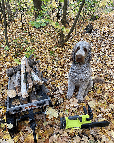 Hudson the Chocolate Aussiedoodle