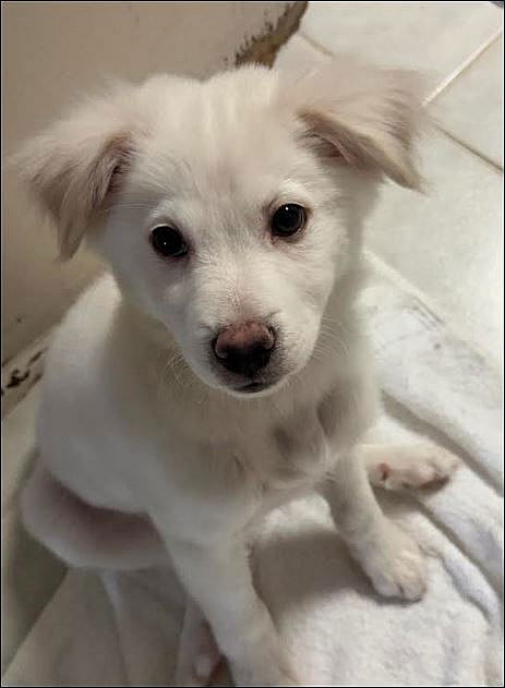 Palmer - only 31.6 lbs! - Chihuahua