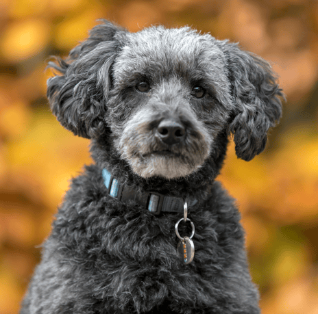 A Schnoodle