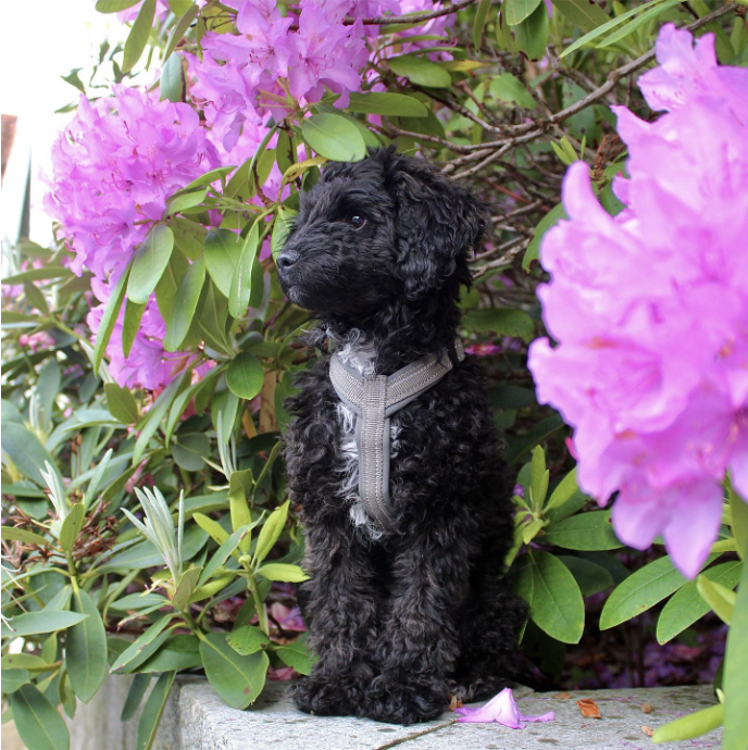 Eddie The Doxiepoo