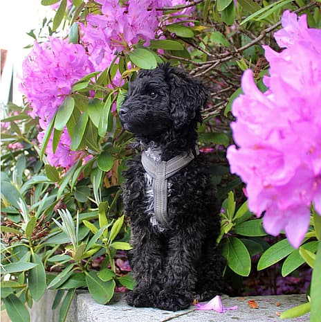 Eddie The Doxiepoo
