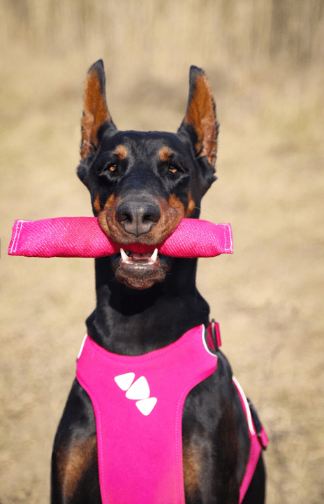 Doberman Names