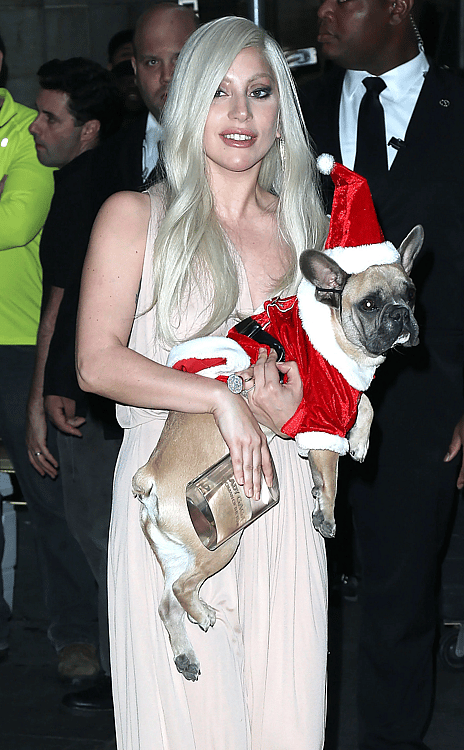 Lady Gaga dressed up her dog
