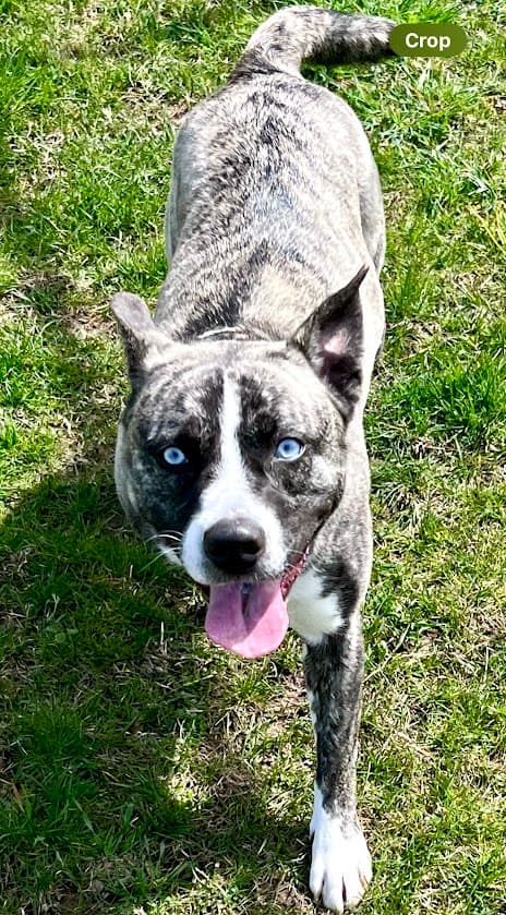 Valkyrie up for Adoption