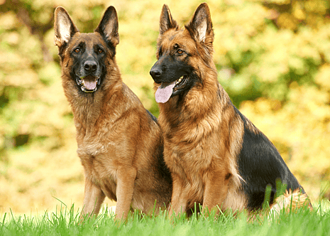 German Shepherd - Military Working Dogs
