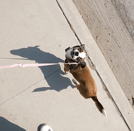 Blossom is walking with happy face