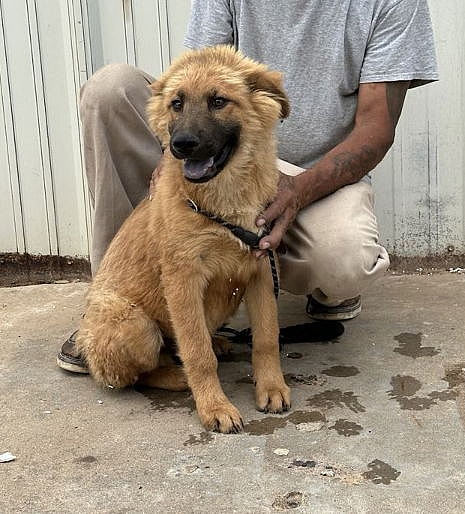 Pooh Bear - Chow Chow