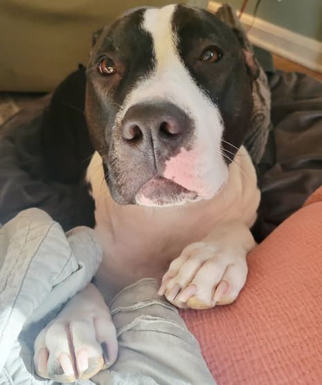 Birdie, The black and white pitbull