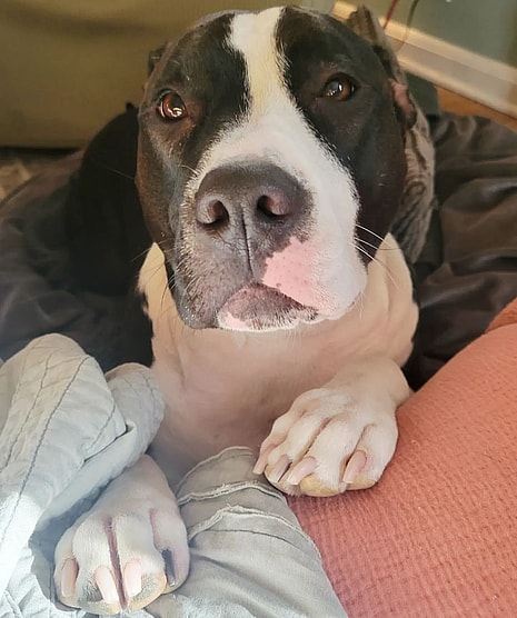Birdie, The black and white pitbull