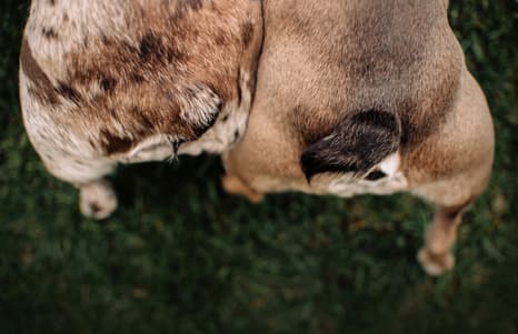Dog bottom with shoer trimmed cut