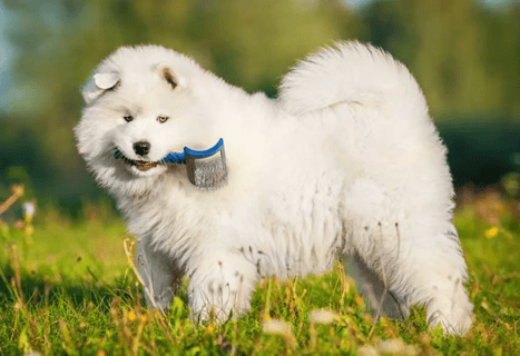 Are Samoyeds Hypoallergenic?