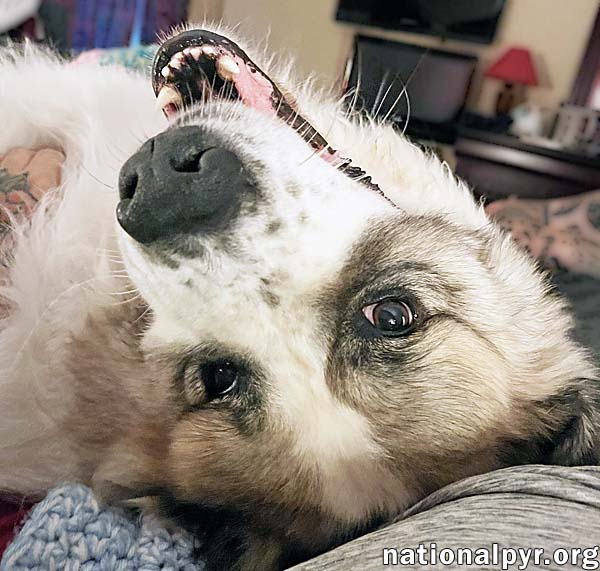 Shug in NY - Goofy, Sweet & Loyal!