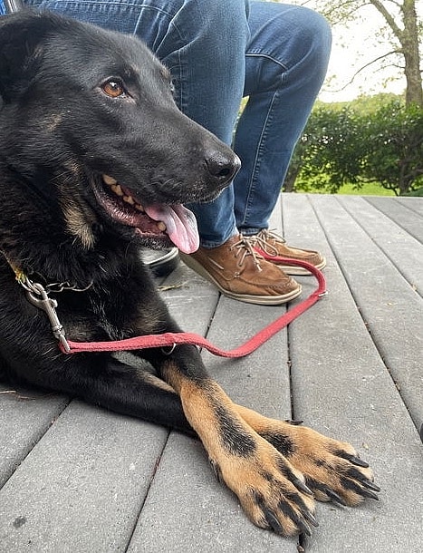 Meet Kim ( aka Kimmy)   A Sweet, Energetic Pup Looking for Her Forever Home