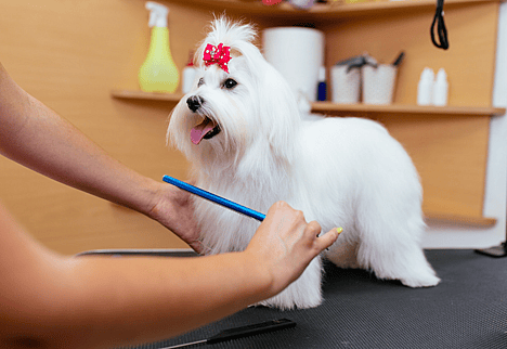 maltese grooming
Are Maltese Hypoallergenic?