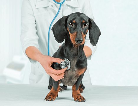 Do Dachshunds Shed - dachshund at vet
