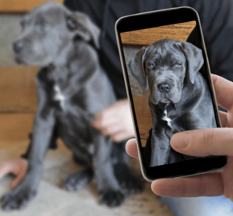 Blue Cane Corso