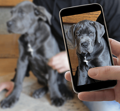 Blue Cane Corso