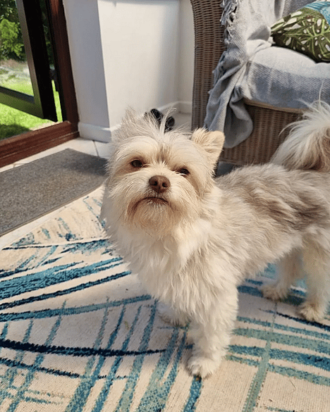 Teddy the Chipoo