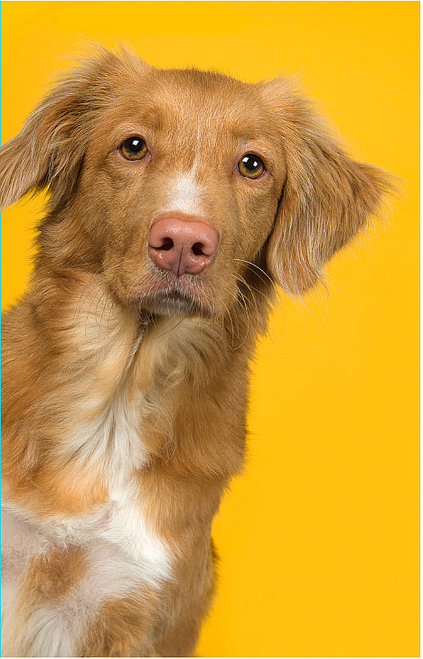 Cream Colored Dog Names