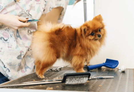 Pomeranian Shaving