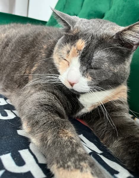 luna or kiwi summer the cat