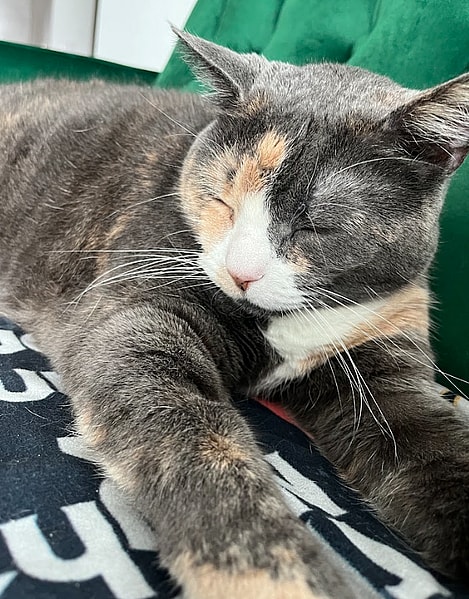 luna or kiwi summer the cat