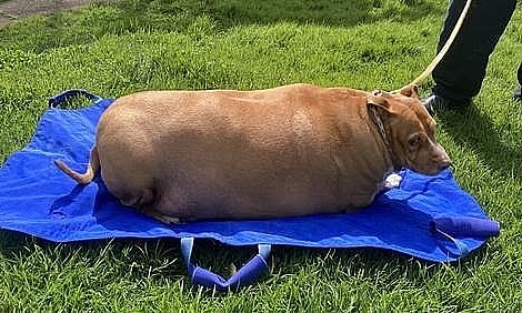 Obese dog