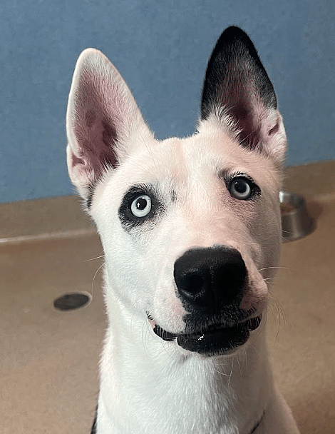 Rosie up for Adoption