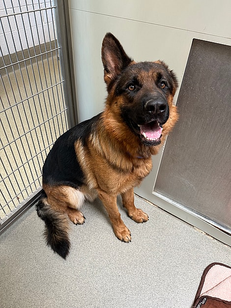 One-Eared German Shepherd