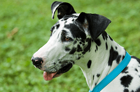 Image of Harlequin Great Dane