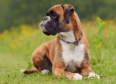 a boxer - Military Working Dogs