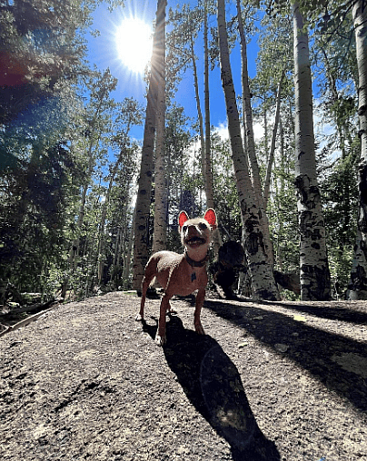 Waffles - Hairless Chihuahua