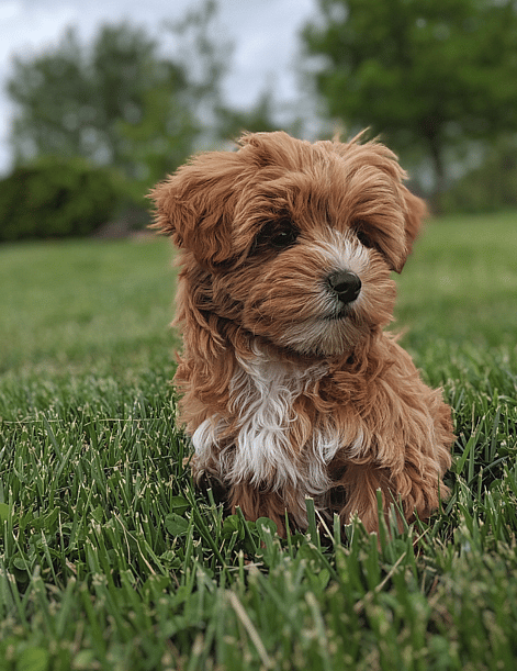 A Yorkipoo