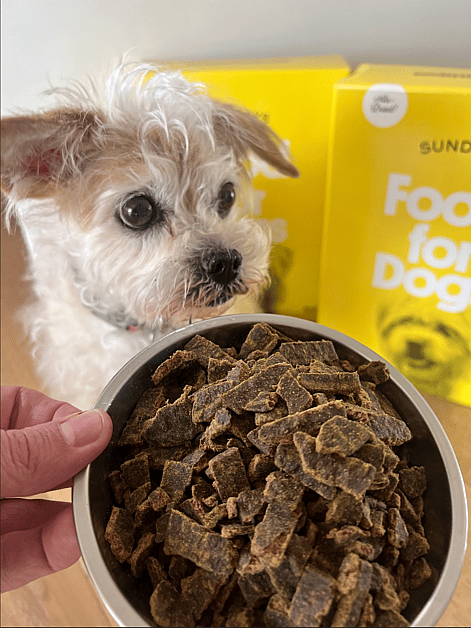 Sundays for Dogs' Dog Food Review