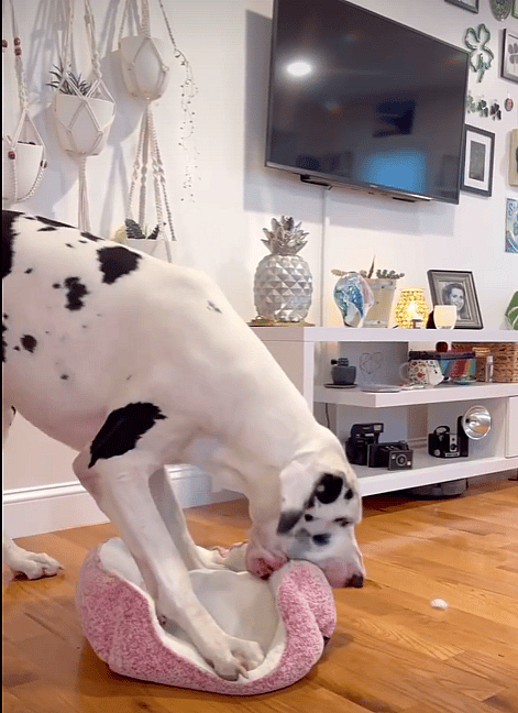 Great Dane's Silly Attempt to Be a Small Dog for a Day